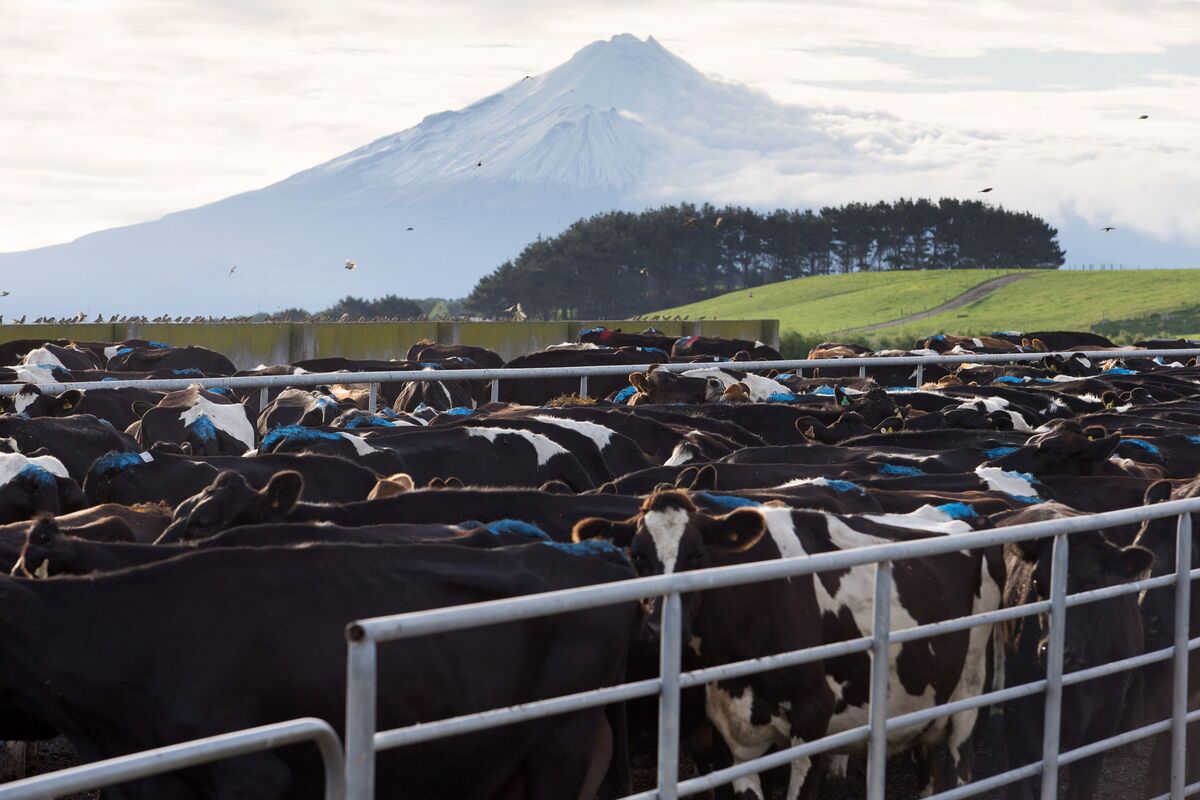 New Zealand Dairy Farmers Pocket Billions From Huge Capital Payout