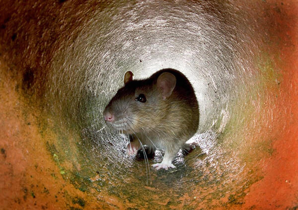 Hantavirus Outbreak on Cruise Ship Leaves 3 Dead, WHO Says