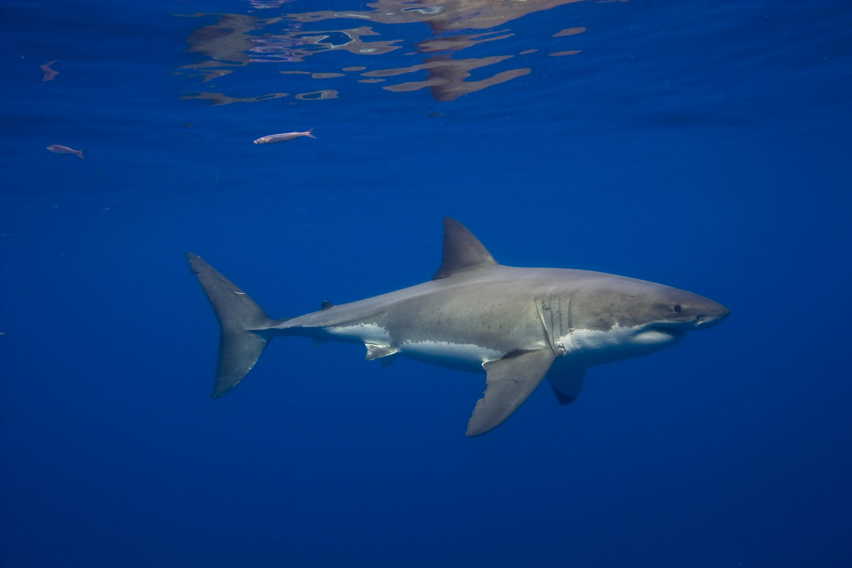 Great White Sharks Have Been in the Mediterranean Sea for Millions of Years—but Sightings Are Incredibly Rare