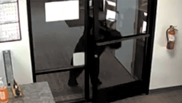Black bear caught on video wandering into California water district office after pushing open front door