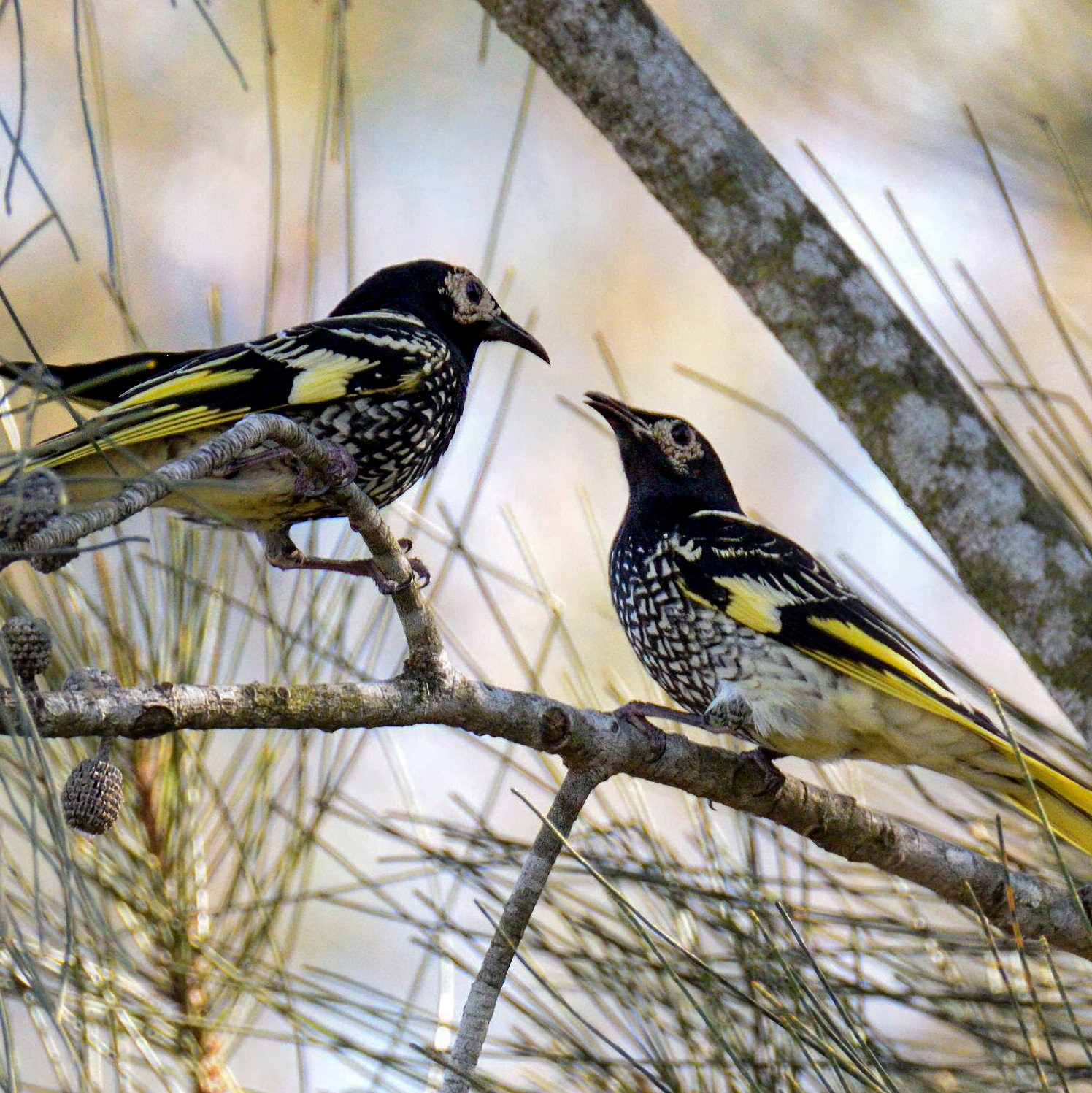 How To Bring a Bird’s Song Back from the Edge of Extinction