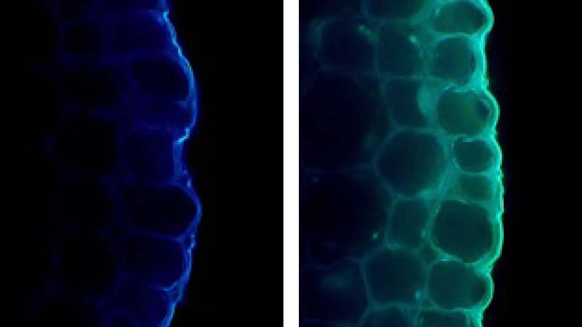 Light makes plants stronger but also holds them back