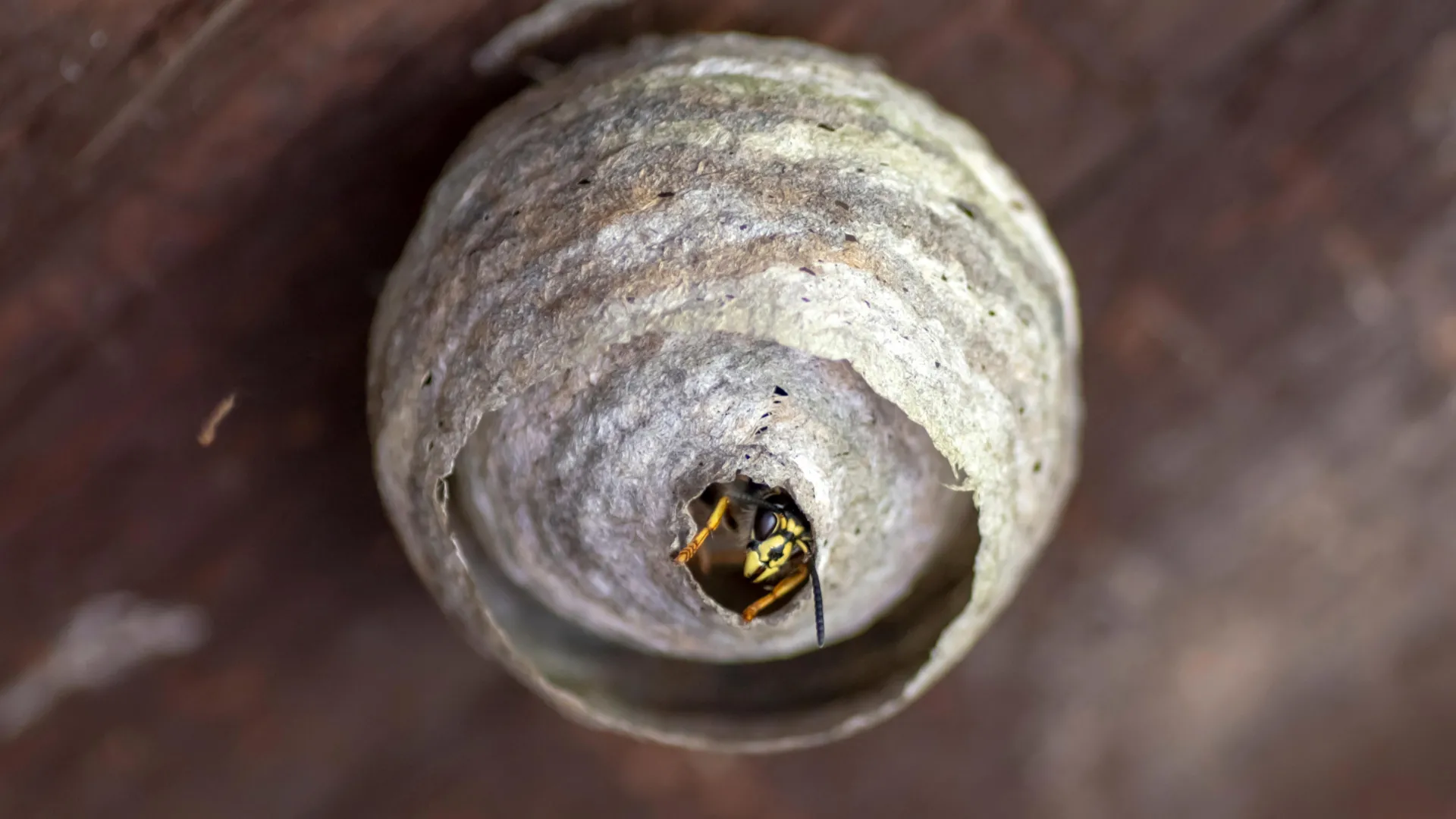 Wasps are disappearing this summer, and scientists are worried
