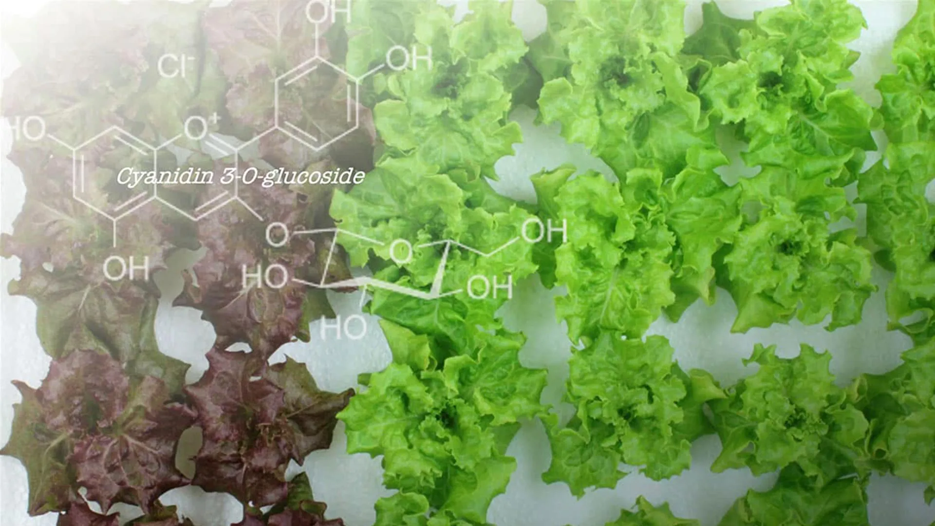 Scientists turned red lettuce green and something surprising happened