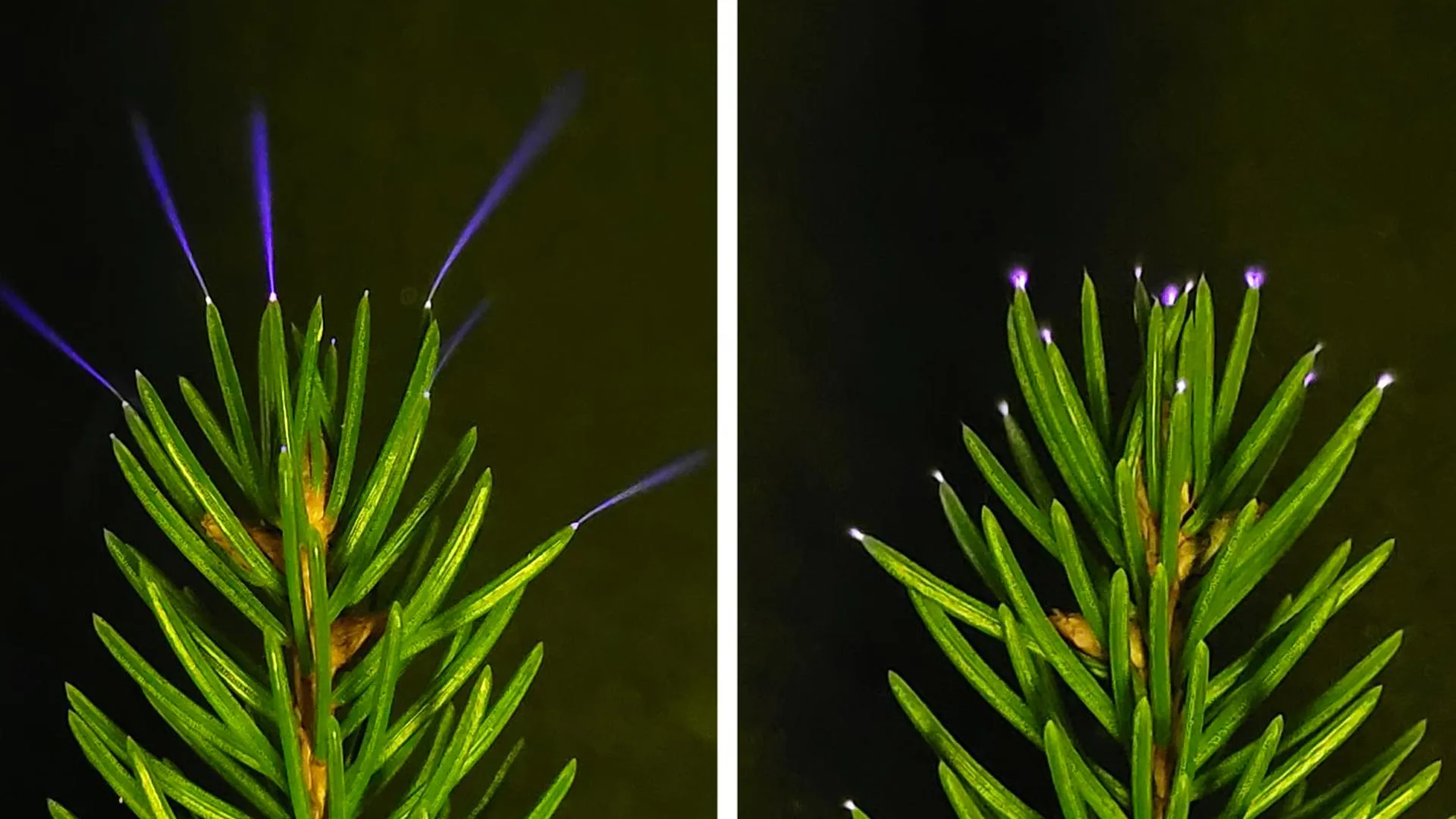 Scientists just captured trees glowing with electricity during storms