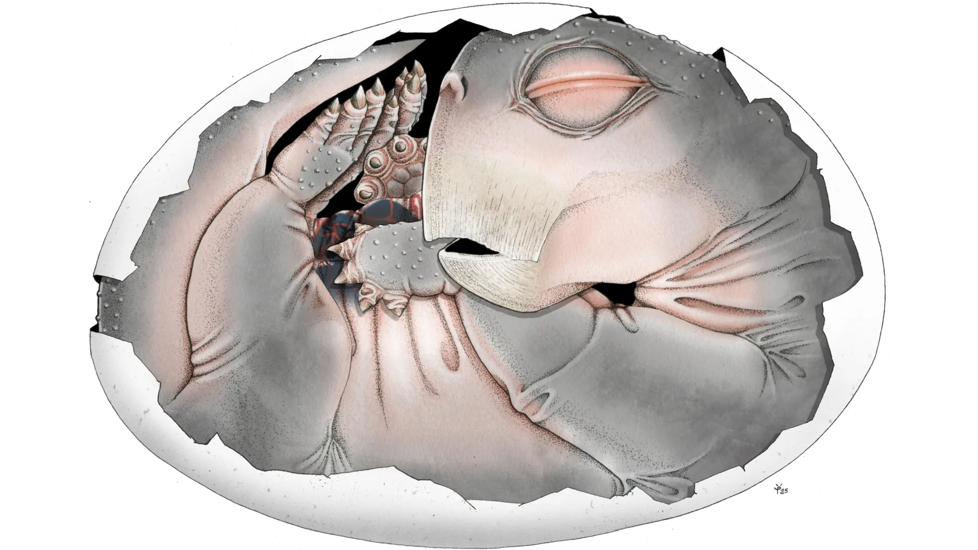 Mammal ancestors laid eggs, and this 250-million-year-old fossil finally proves it