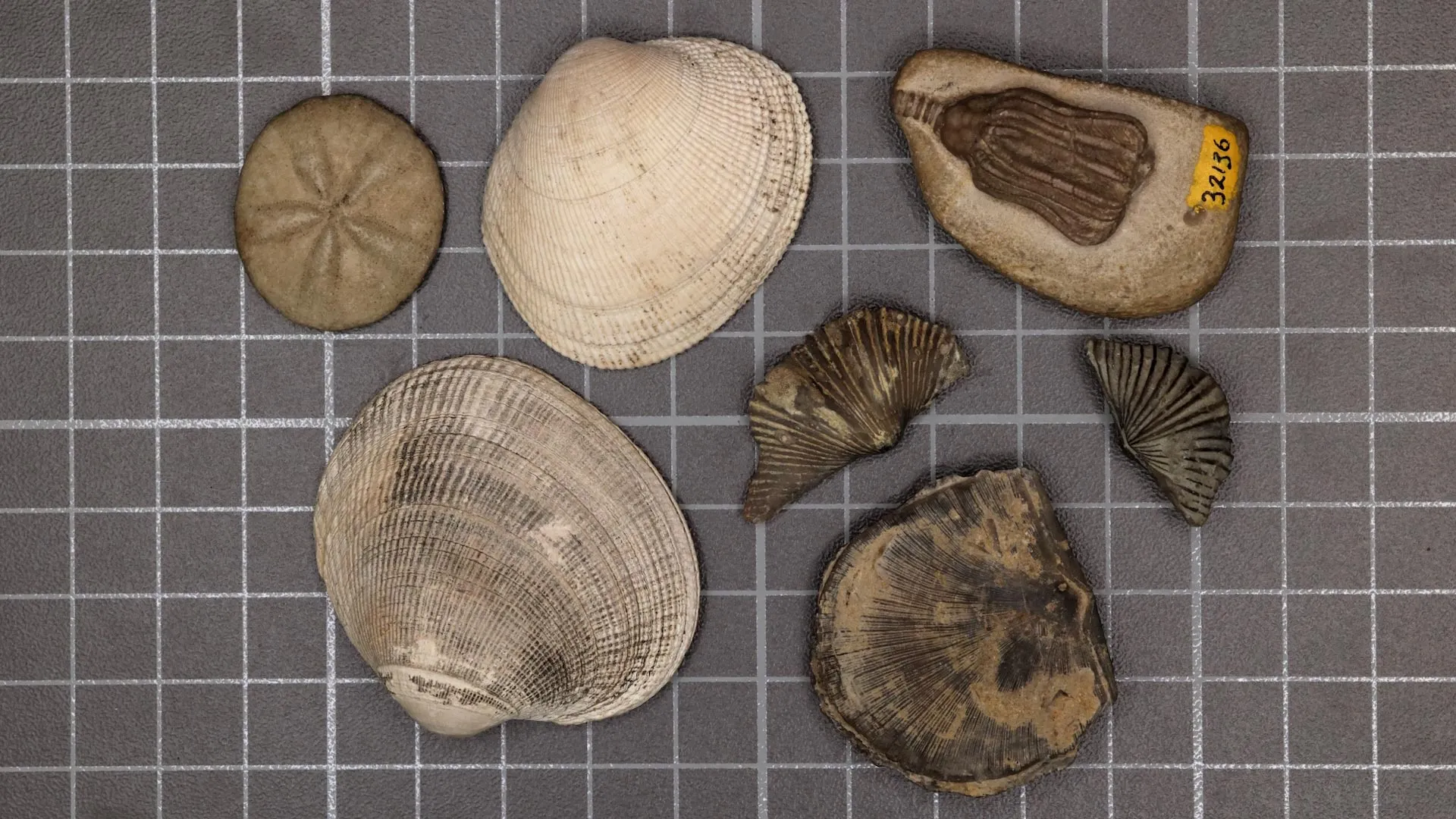Scientists finally solved the mystery of Earth's greatest mass extinction