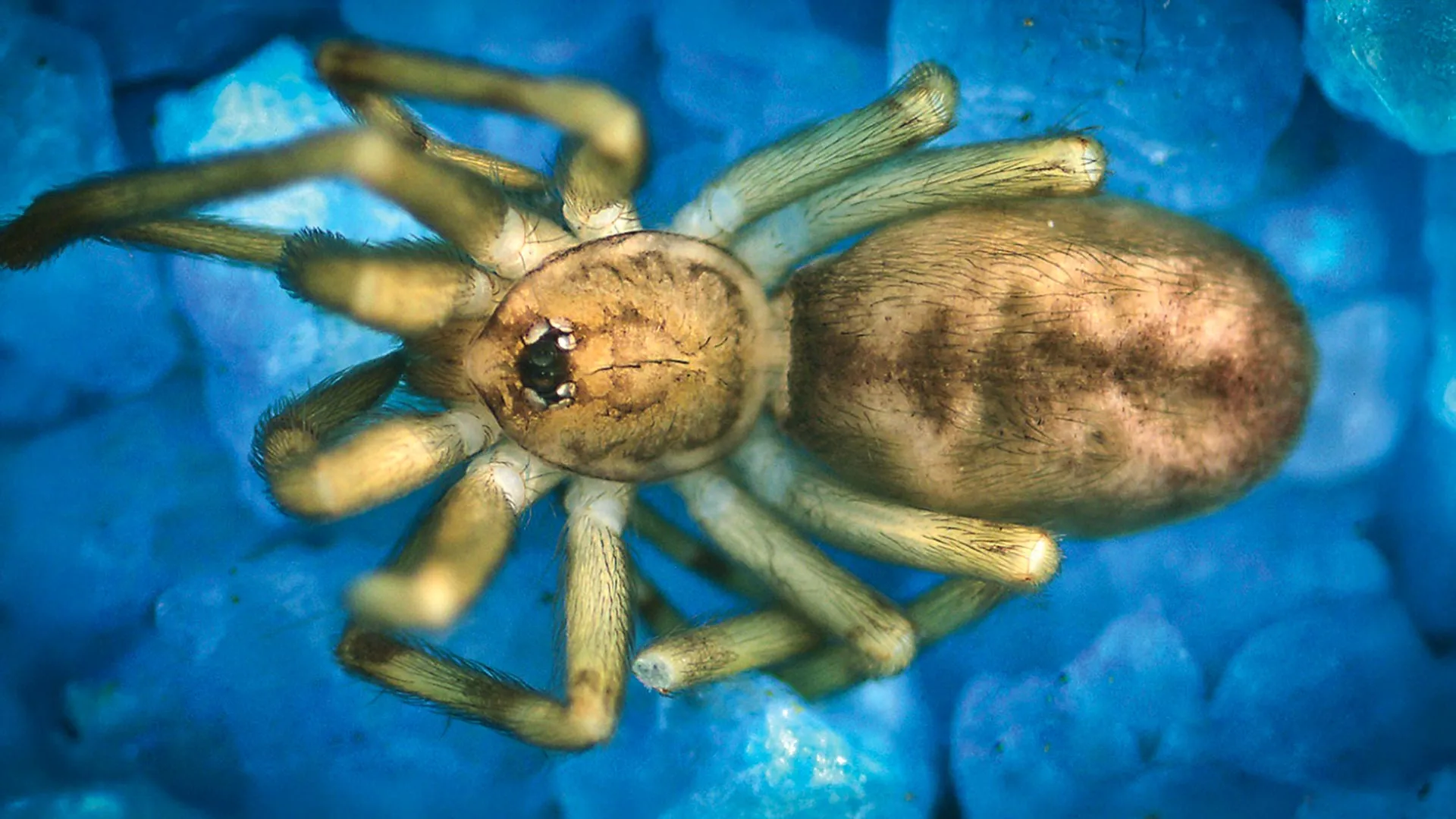 This “Pink Floyd” spider hunts prey 6x its size and lives in walls