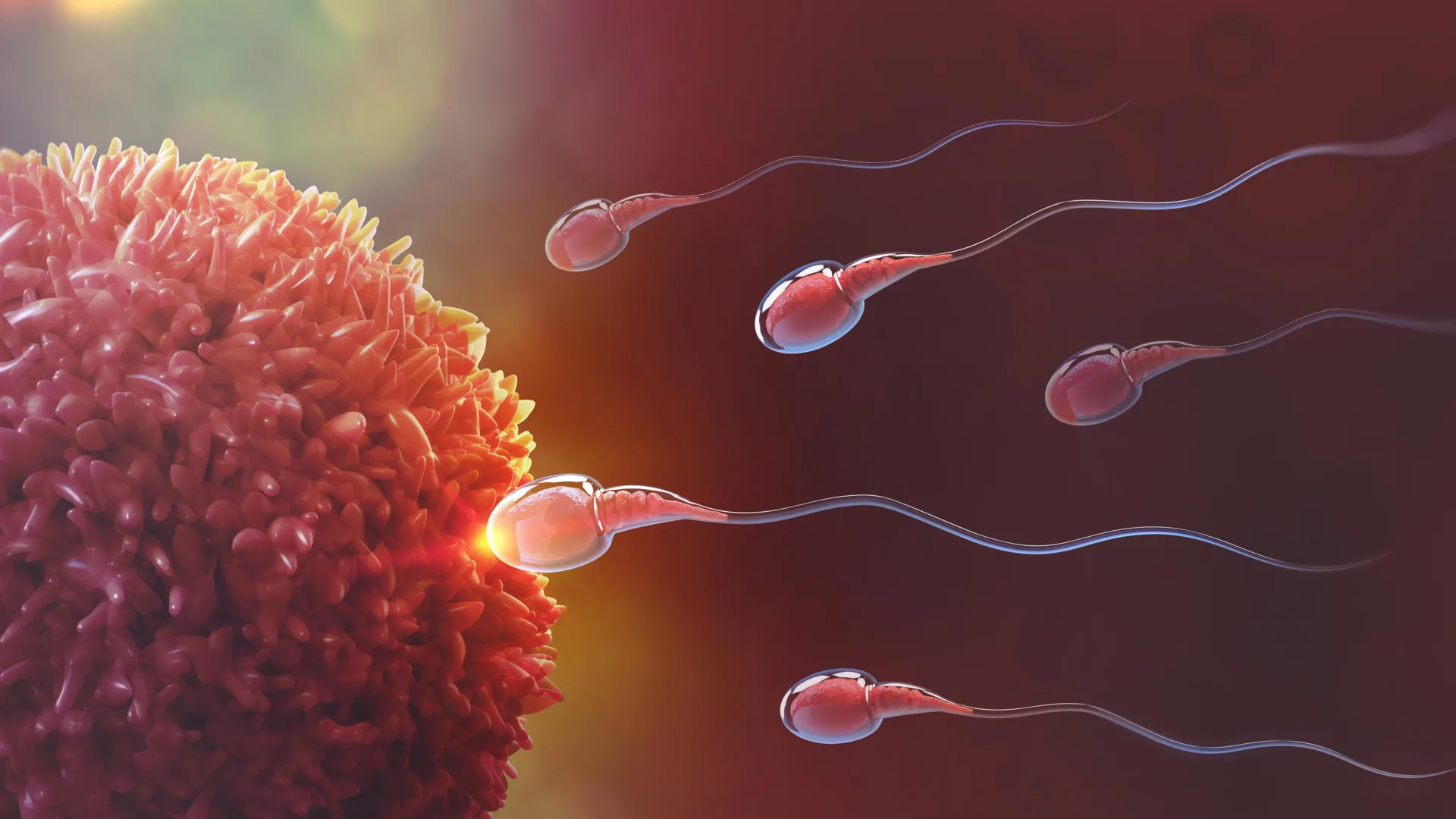 Scientists discover reversible male birth control that stops sperm production