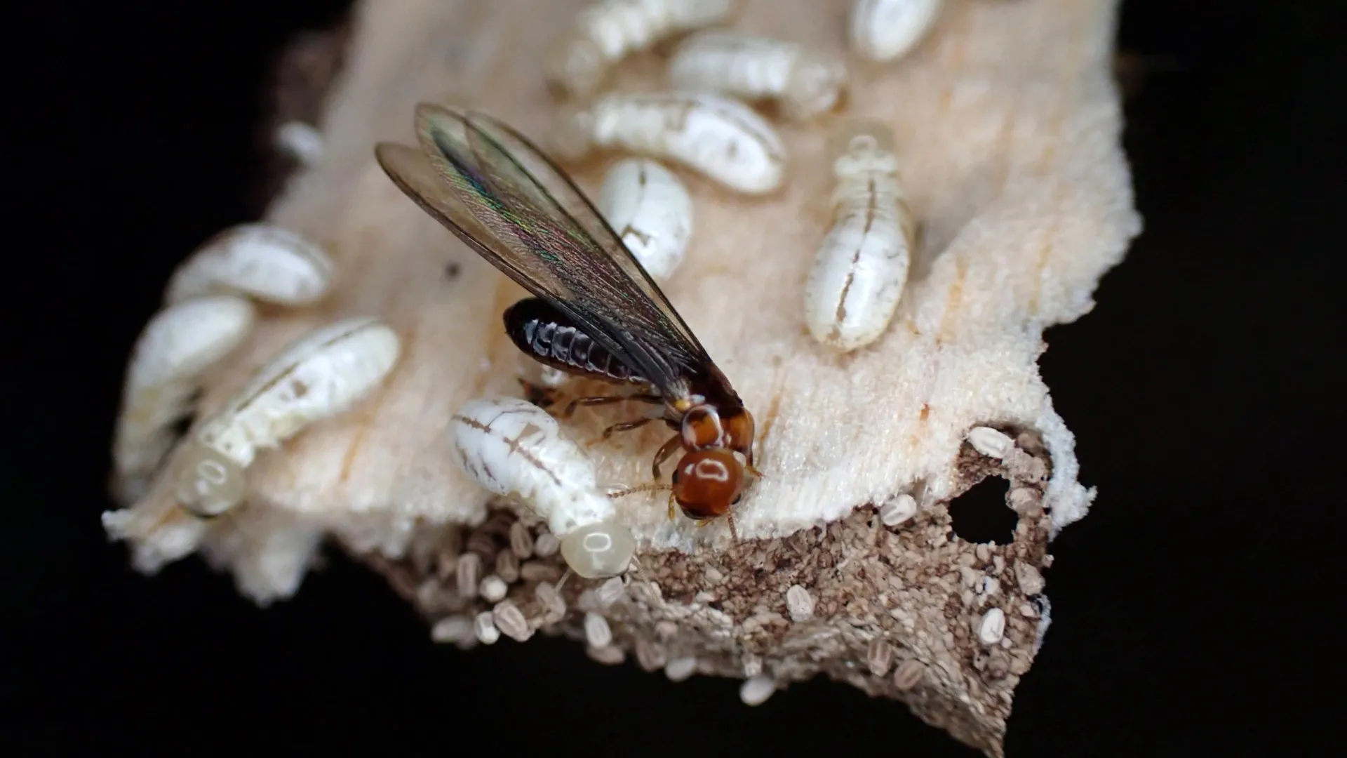 New chemical kills 95% of termites without harming humans