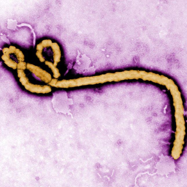 The latest developments on Ebola, hepatitis B, long Covid