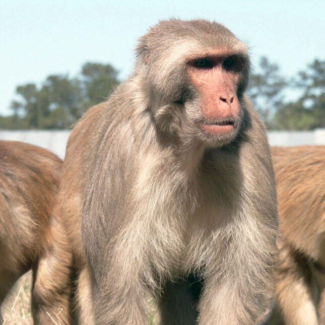 STAT+: CDC plans to transfer monkeys to nonprofit’s sanctuary as it seeks to reduce animal testing