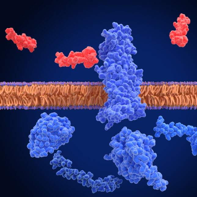 STAT+: Five-way obesity drug is super effective — in mice