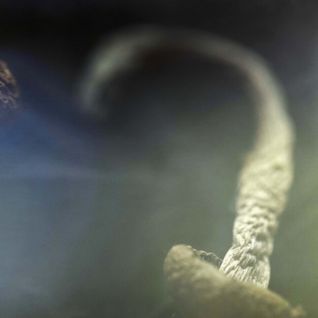 STAT+: FDA to speed up review of three psychedelics as mental health treatments