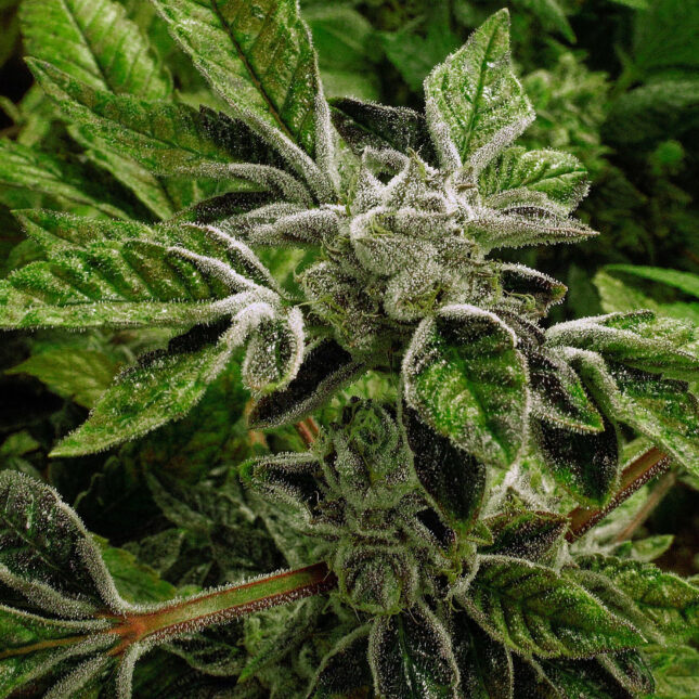 Trump reclassifies state-licensed medical marijuana as a less-dangerous drug in a historic shift