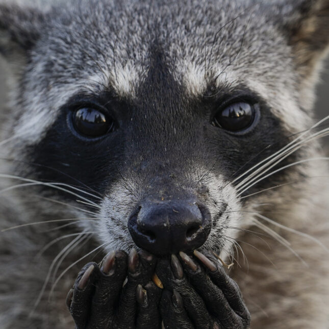 Opinion: RFK Jr. allegedly ‘collected’ a dead raccoon’s penis. Was it bioethically justifiable?