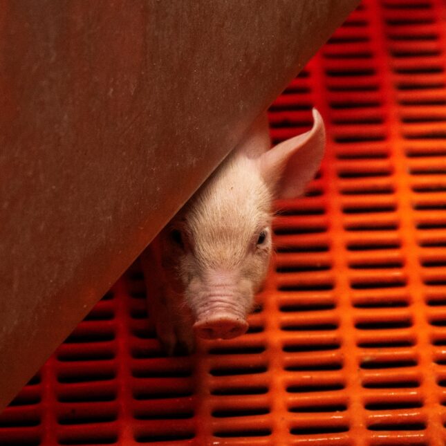 Opinion: Ending animal testing could set back xenotransplantation just as the field is poised for a breakthrough