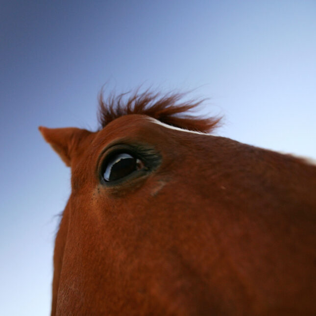 Opinion: American horses are obese, too